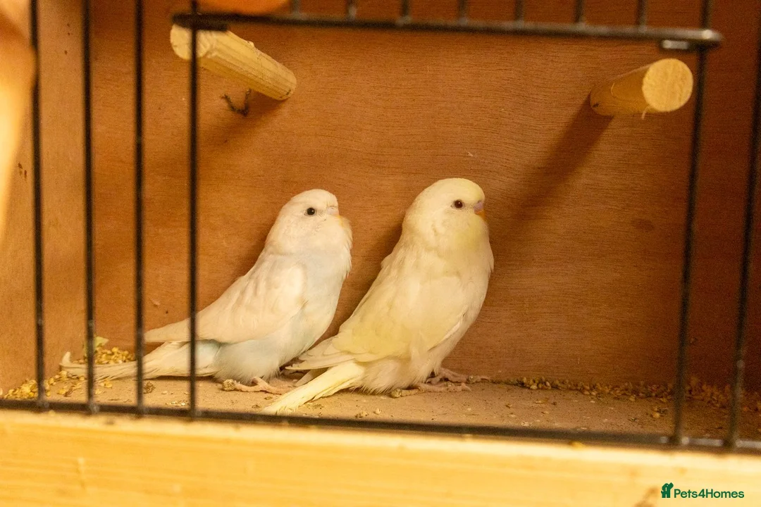 Budgerigars birds for sale: Baby Budgies. - Advert 1
