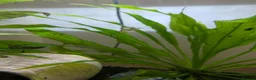 Pufferfish fish for sale: Dwarf puffer fish in Doncaster - Advert 4
