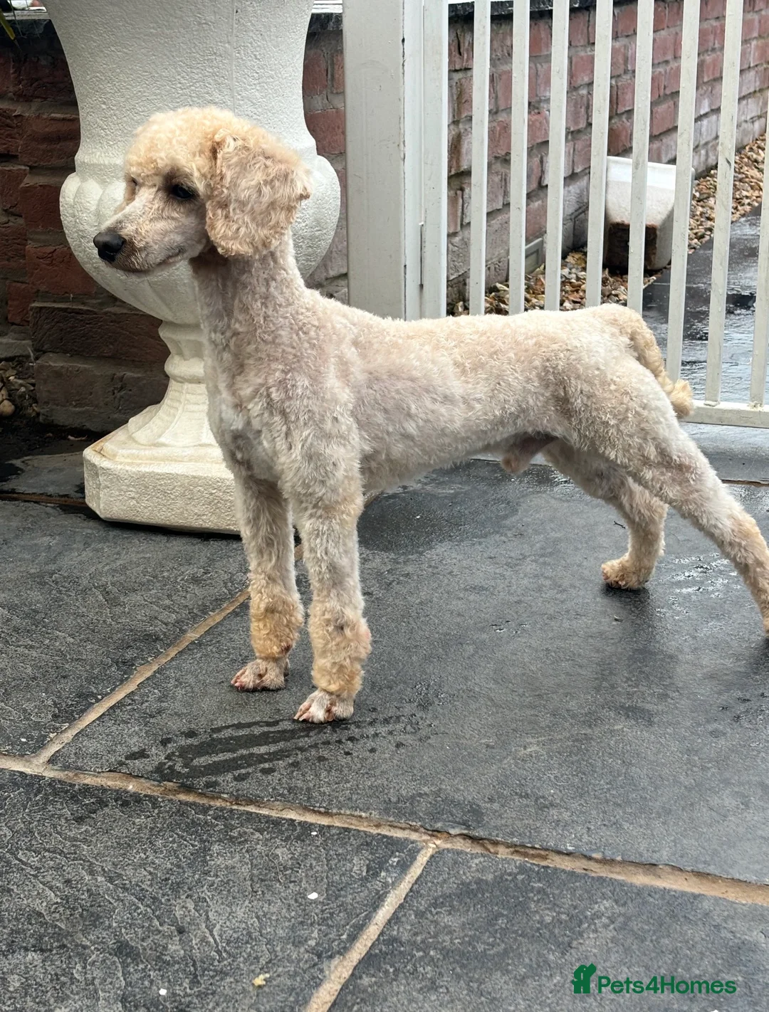 Toy Poodle dogs for sale: Two beautiful toy poodle girls  in Newtown - Advert 4