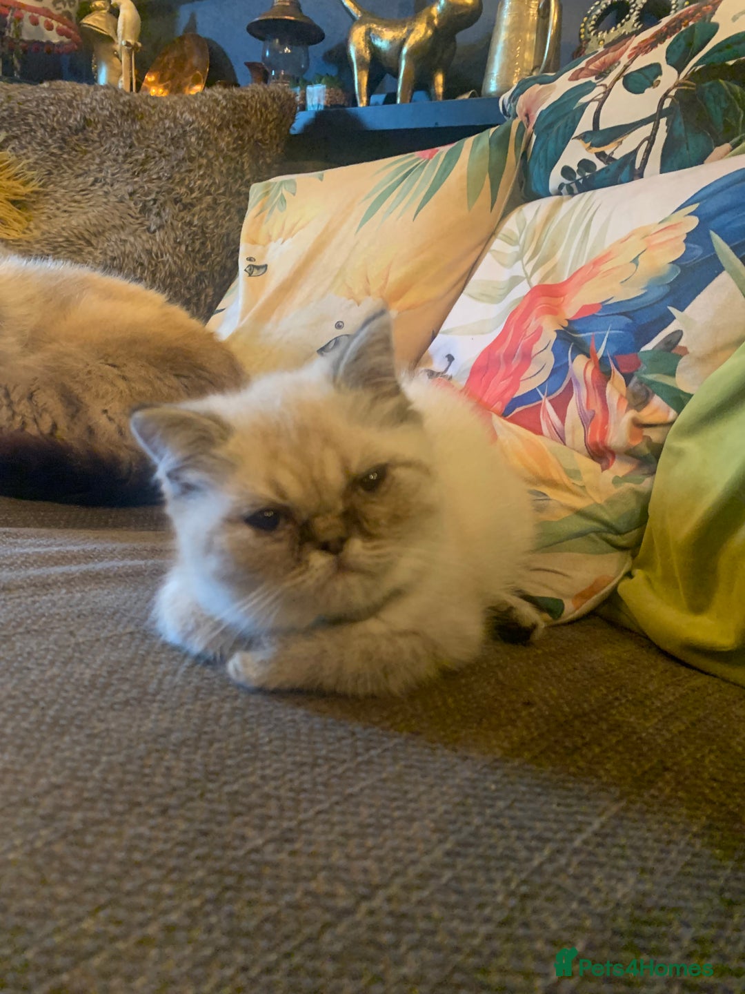 Persian cats for sale: Persian cross exotic  - Image 9