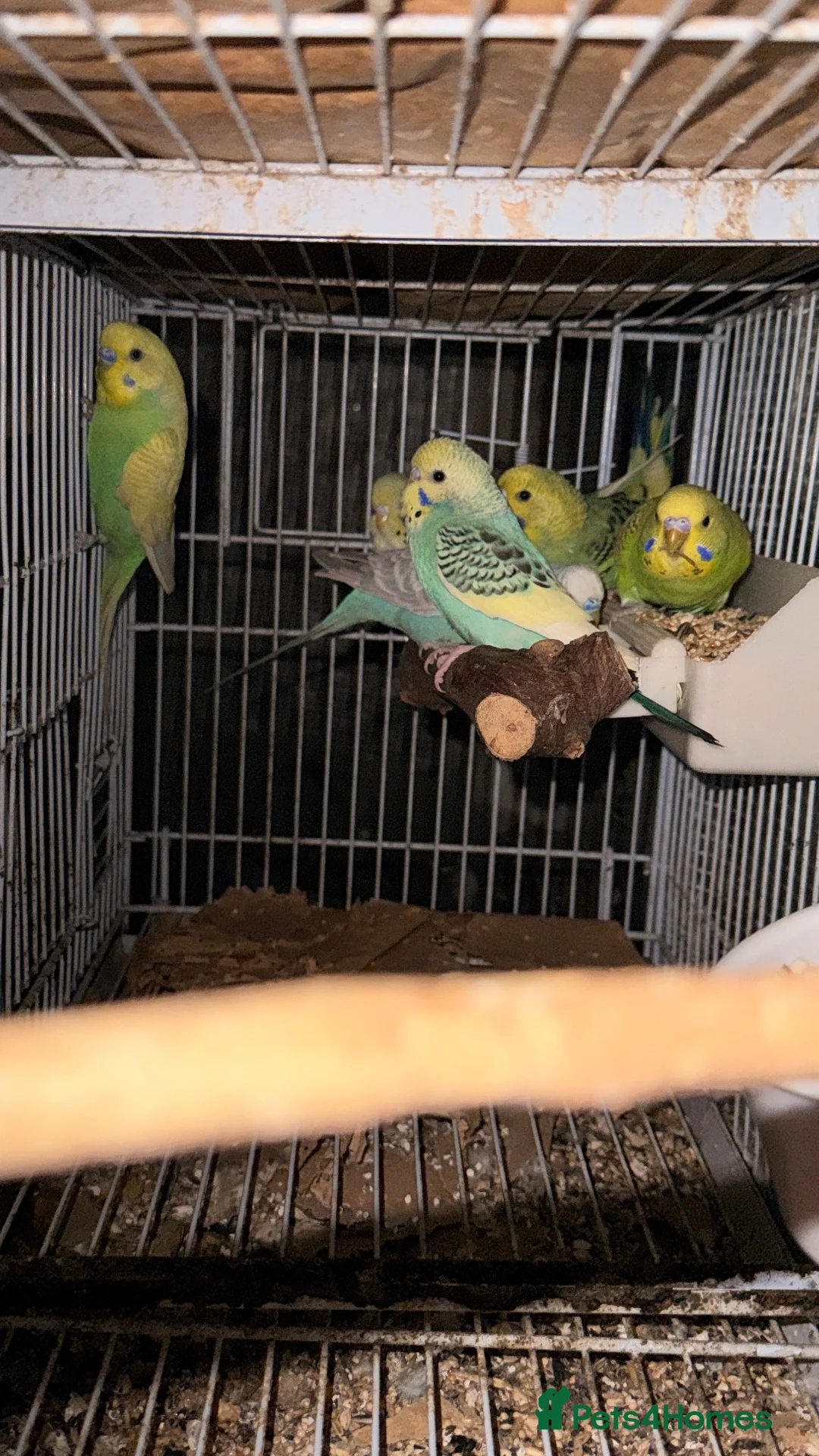 Budgerigars birds for sale: Mixed Budgies 6-12months male and frmale - Advert 14