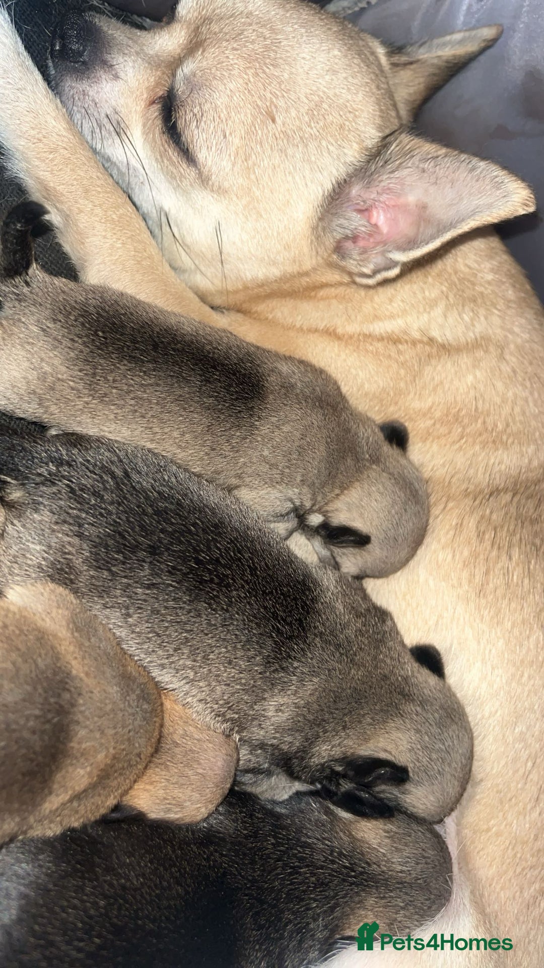 Chihuahua dogs for sale: Beautiful apple head puppies  - Image 1