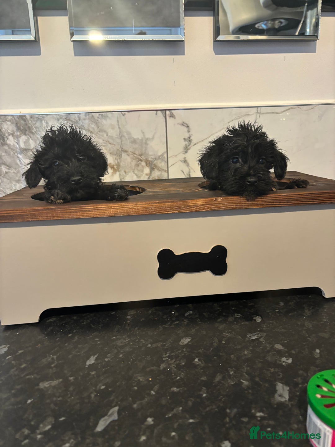 Maltipoo dogs for sale: Toy maltipoo puppies (toy poodle) - Image 7