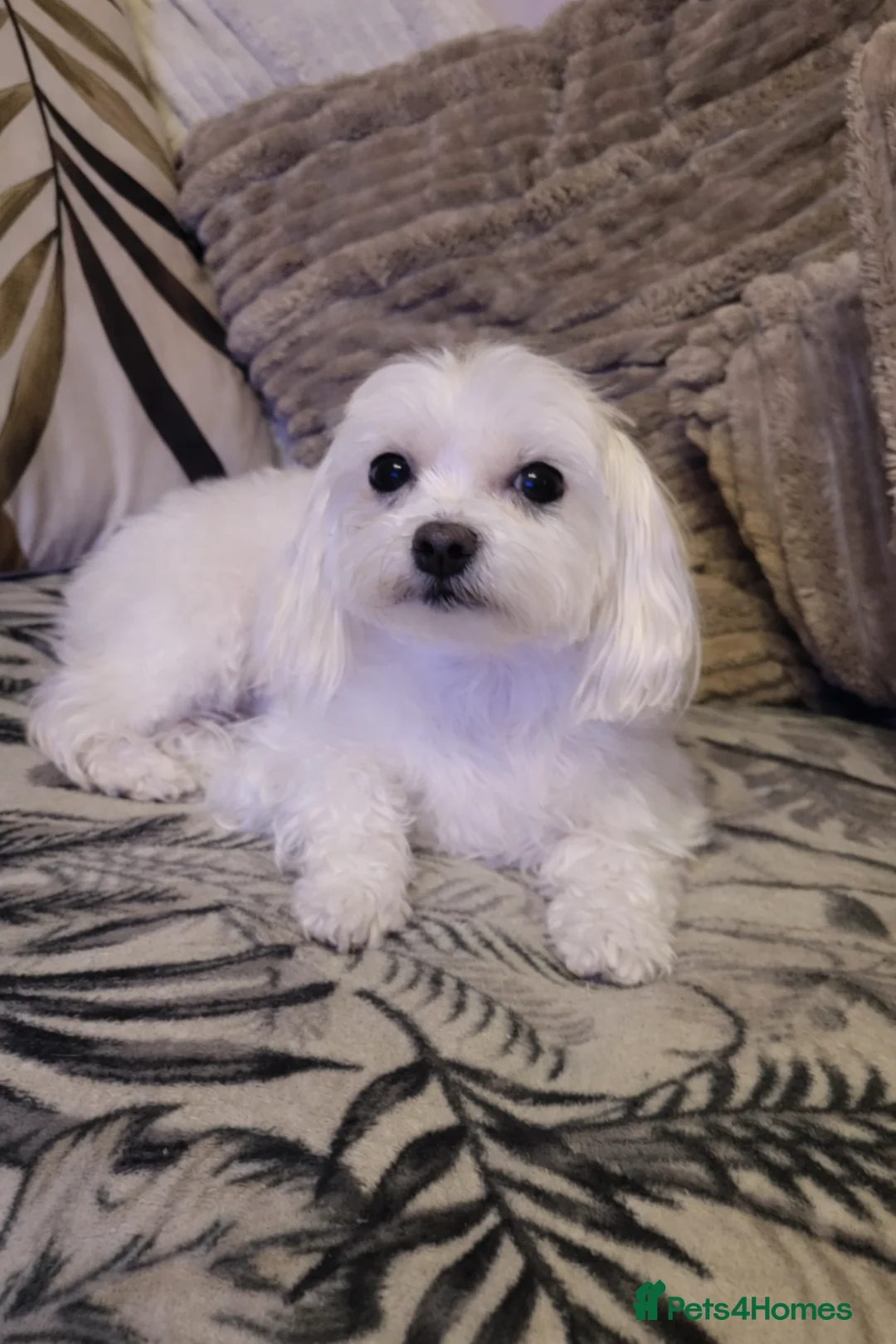 Maltipoo dogs for sale: Maltipoo 2 girls - Advert 1