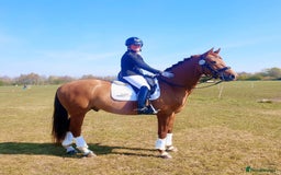 Danish Warmblood horses for sale: Ivan Beautiful Gelding sired by Cupido x Ultima - Image 8