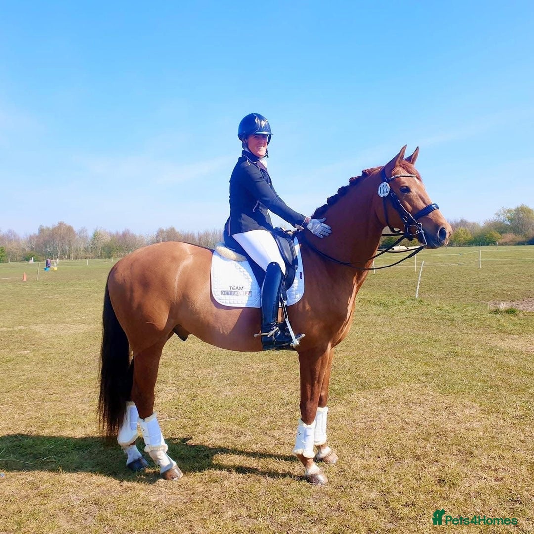 Danish Warmblood horses for sale: Ivan Beautiful Gelding sired by Cupido x Ultima - Image 8