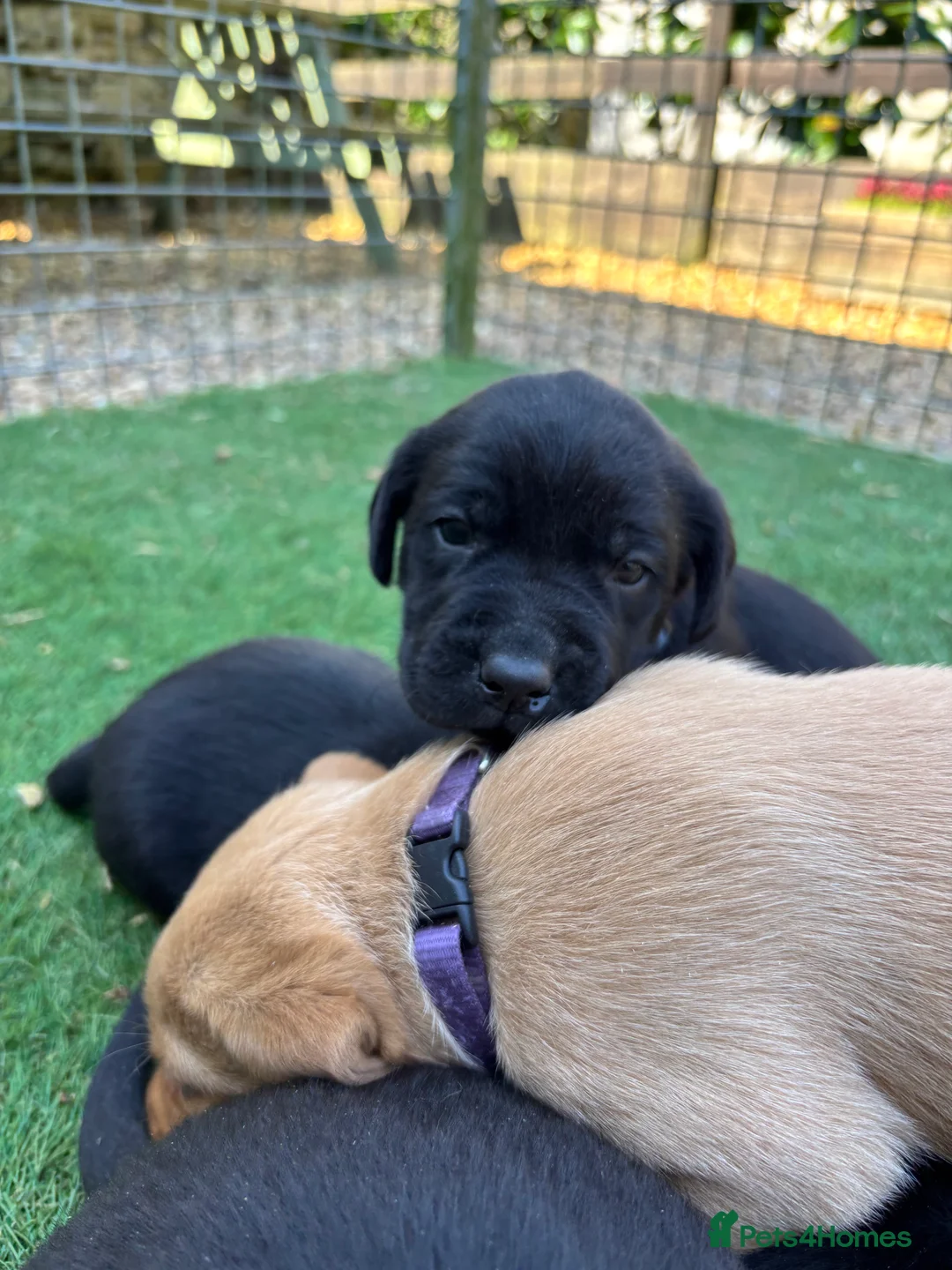 Labrador Retriever dogs for sale: KC Labrador Puppies  - Advert 5