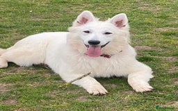 German Shepherd dogs for stud: Long haired White German Shepherd for STUD in London - Image 2