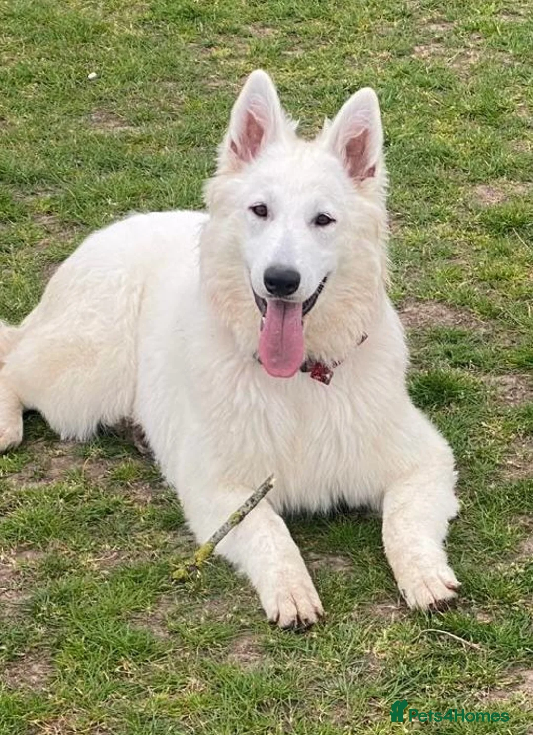 German Shepherd dogs for stud: Long haired White German Shepherd for STUD in London - Advert 2