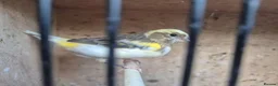 Mixed Breed birds for sale: Rosa Bourke, canaries, sliverbills & diamond doves - Advert 5