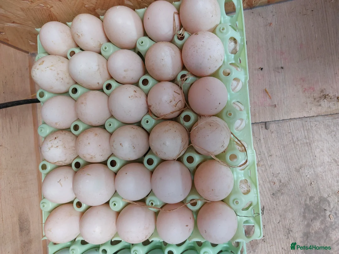 Ducks poultry for sale: Fertile Pekin Duck Eggs  - Advert 1