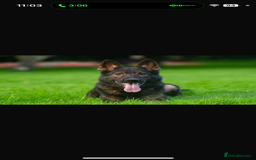 German Shepherd dogs for sale: 3 German shepherd puppies - Image 26