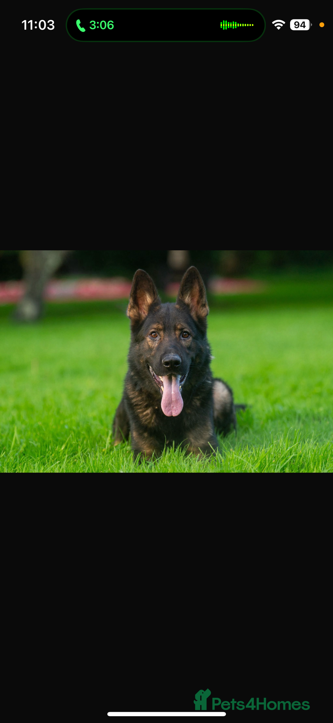 German Shepherd dogs for sale: 3 German shepherd puppies - Image 26