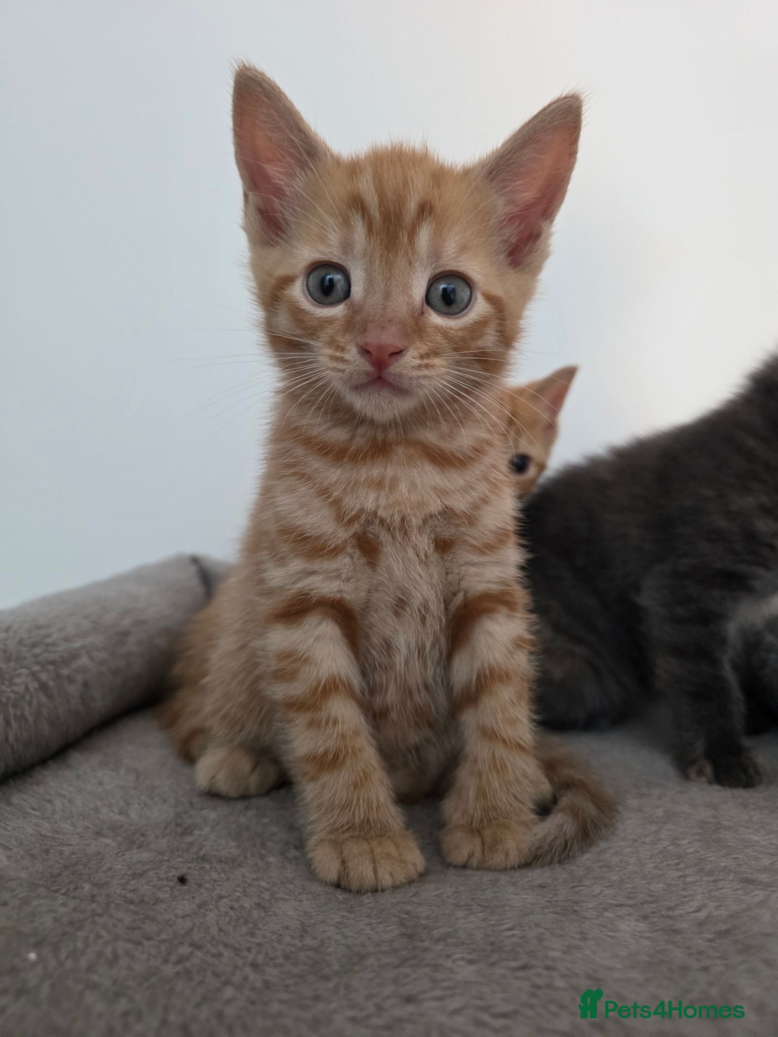 Mixed Breed cats 3 beautiful playful kittens for sale. - Advert 5