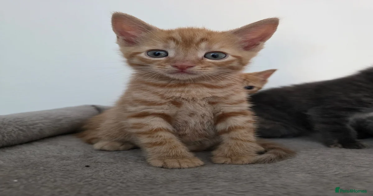 Mixed Breed Kittens for sale | Pets4Homes