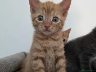 Mixed Breed cats 3 beautiful playful kittens for sale. - Advert 5