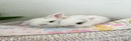 Mini Lop rabbits for sale: Baby Mini Lop's Ready To Leave 6th June in Birmingham - Advert 17