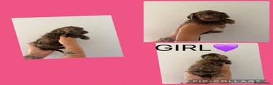 Cockapoo 6