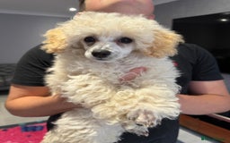 Toy Poodle dogs for sale:  KC Registered Toy Poodle stunning little boy💙 - Image 11