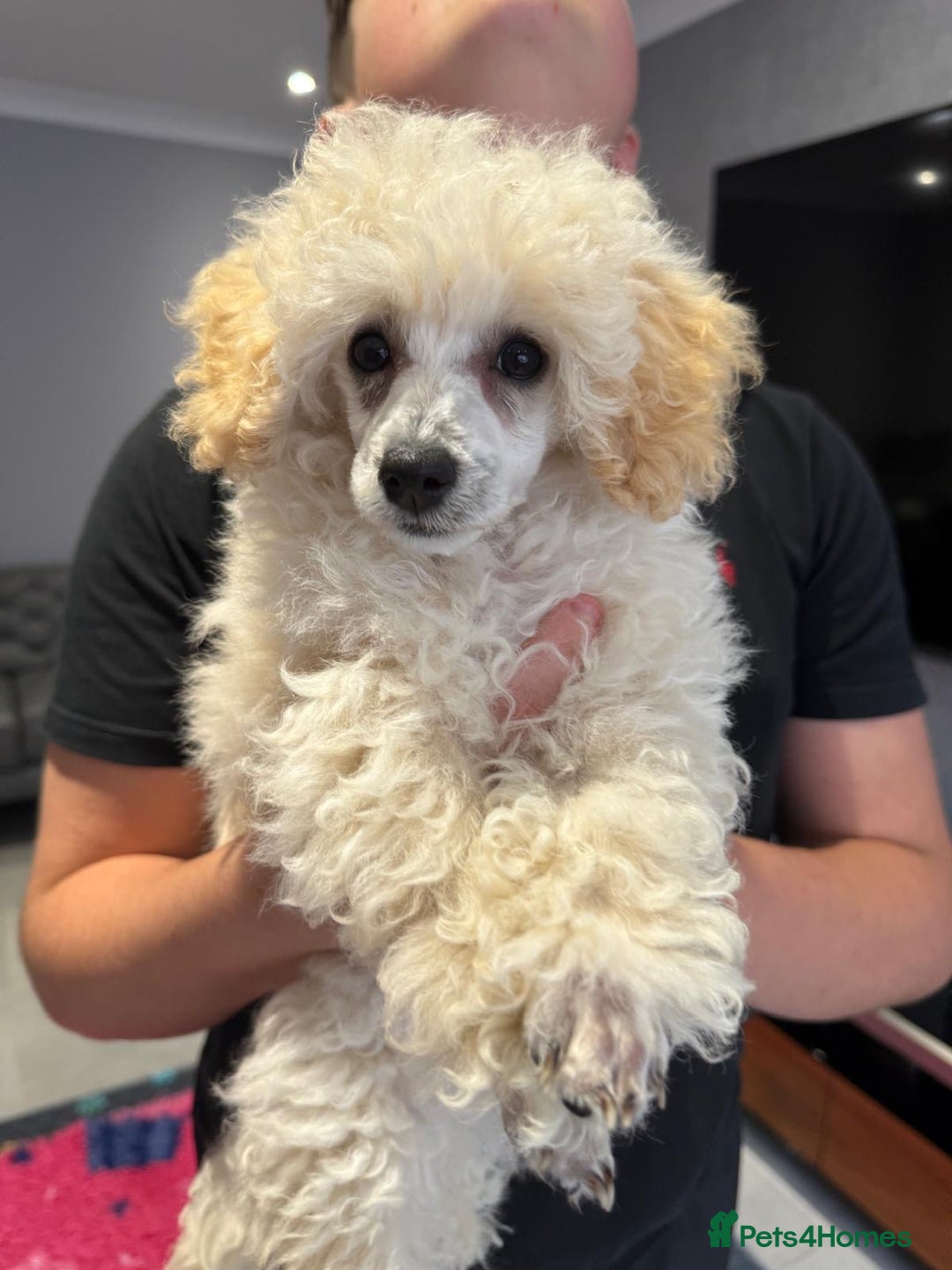 Toy Poodle dogs for sale:  KC Registered Toy Poodle stunning little boy💙 - Image 11