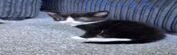 Mixed Breed cats for sale: 4 beautiful kittens  in Portsmouth - Advert 7