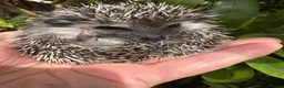 Pygmy Hedgehog rodents for sale: 9 week hoglets/ full masked/ reverse pinto READY   - Advert 18