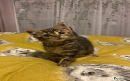 Mixed Breed cats for sale: Kitten looking for a loving home.  - Advert 1