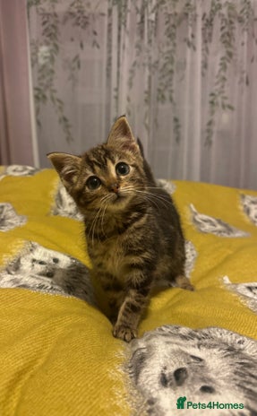 Mixed Breed cats Kitten looking for a loving home. - Advert 6