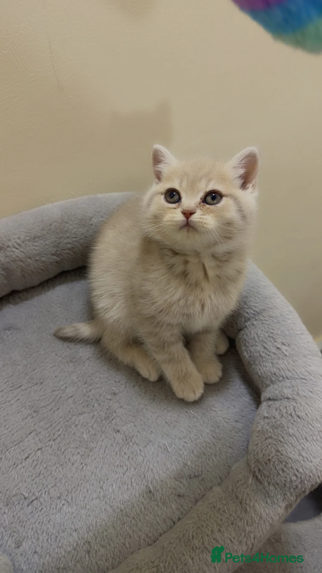 British Shorthair cats for sale: Beautiful British shorthair  - Advert 13