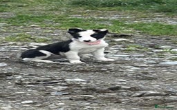 Border Collie dogs for sale: Gorgeous Border Collie pups - Image 3