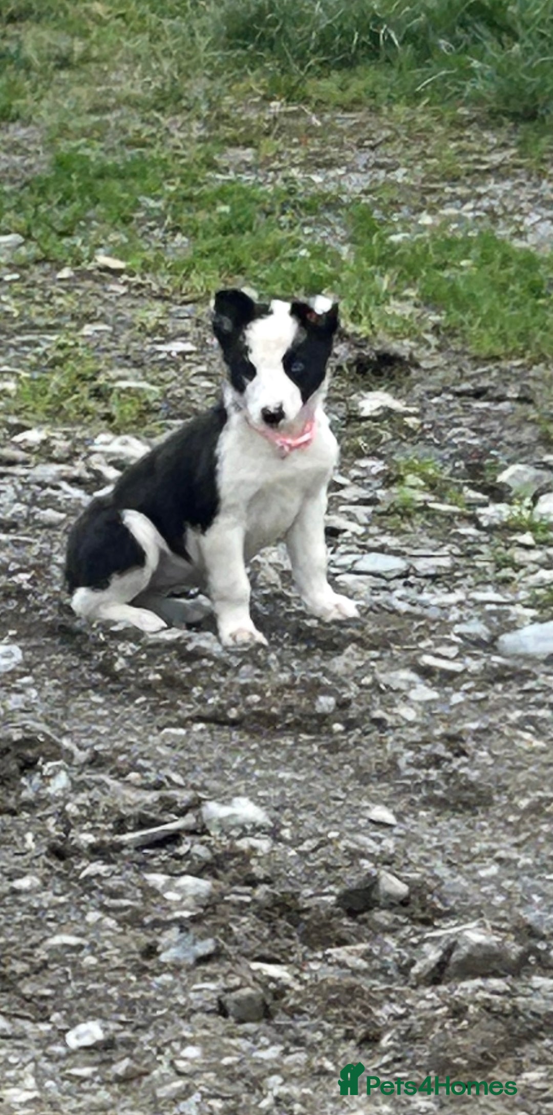 Border Collie dogs for sale: Gorgeous Border Collie pups - Image 3