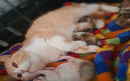 British Shorthair cats for sale: British Shorthair Cream and White Harlequin Male - Image 16