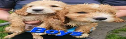 Cockapoo dogs for sale: Litter of Cocapoo puppies - Advert 2