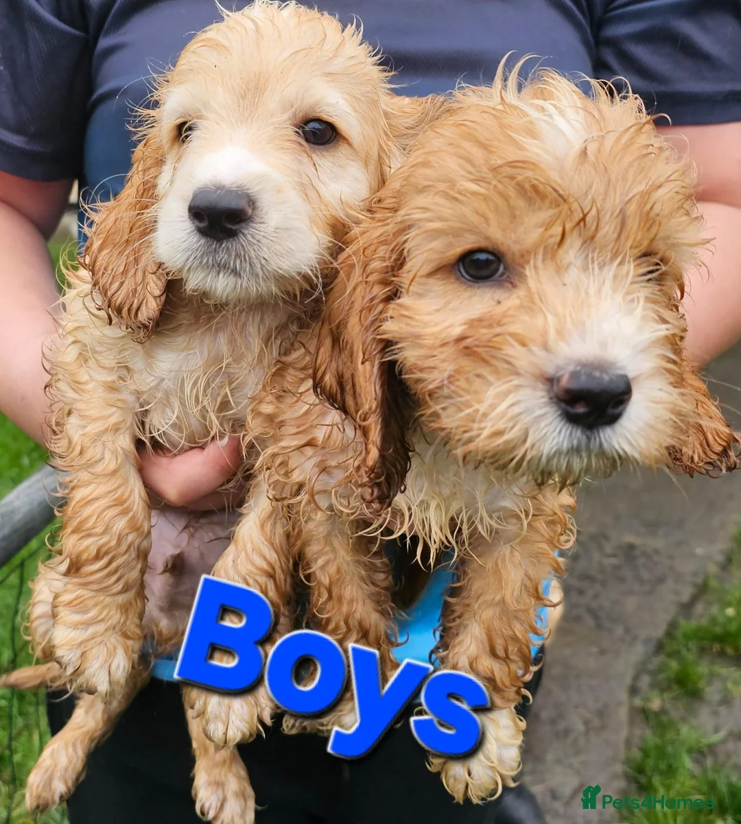Cockapoo dogs for sale: Litter of Cocapoo puppies - Advert 2