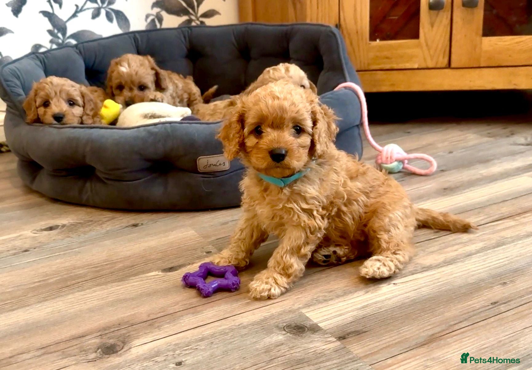 Cavapoo dogs Cavapoos Extensive DNA & Heart tested - Advert 2