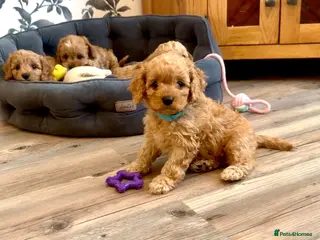 Cavapoo dogs Cavapoos Extensive DNA & Heart tested - Advert 1