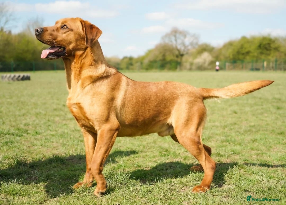 Labrador Retriever dogs for sale: Gorgeous Half Show KC Labrador Retriever Puppies - Advert 19