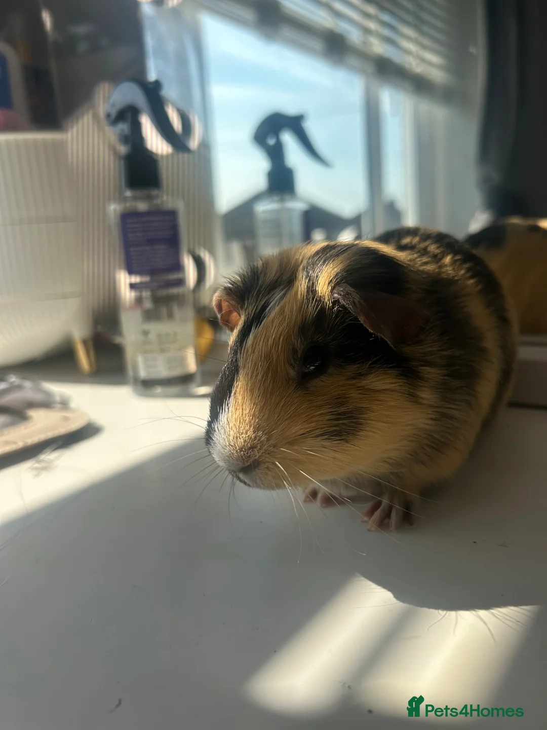 Guinea Pig rodents for sale: 2 male guinea pigs. in Portsmouth - Advert 2