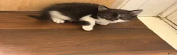 British Shorthair cats for sale: British shorthair cross breed kittens  - Advert 4