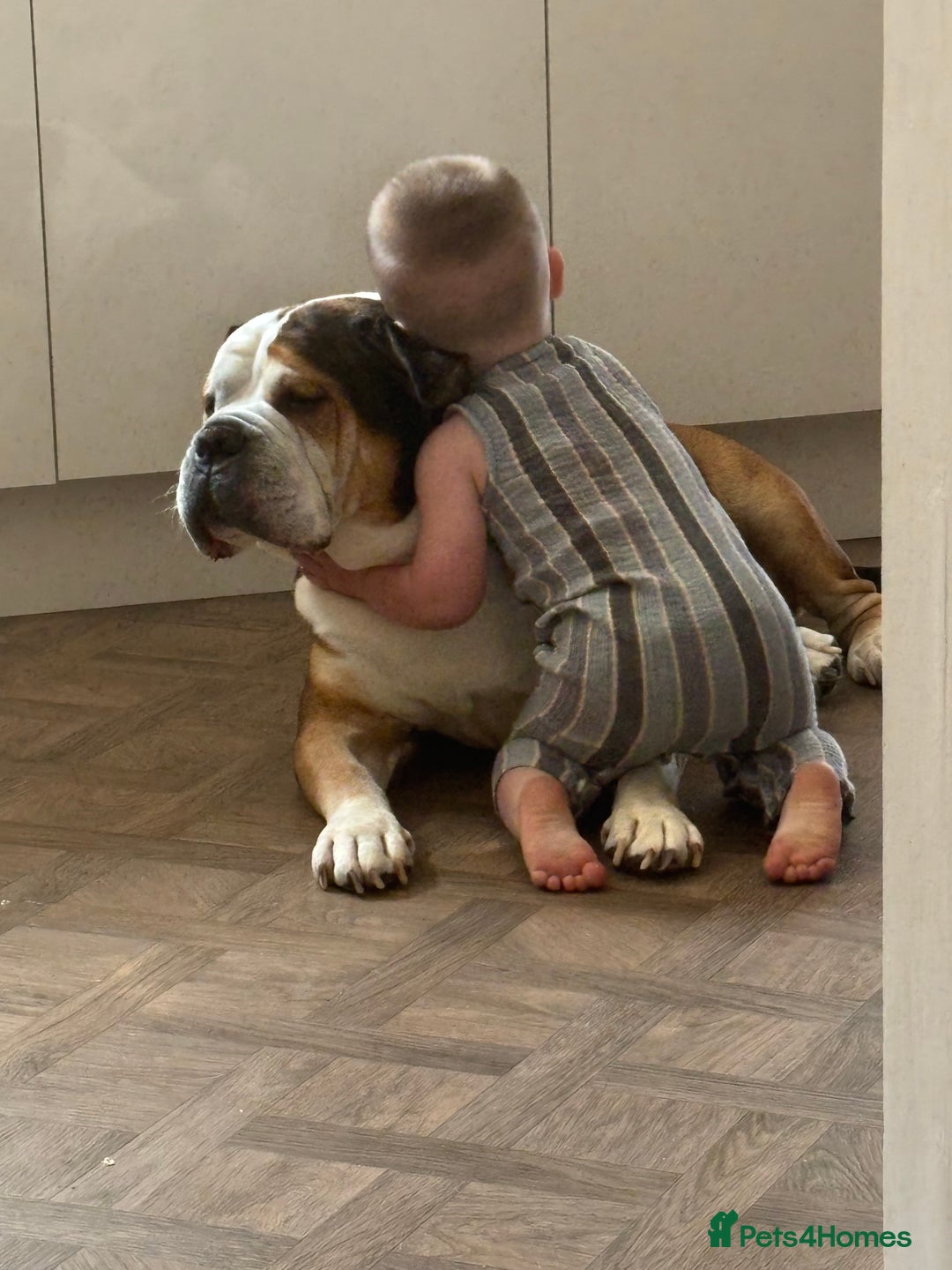 American Bulldog dogs for sale: american bulldog  - Image 15