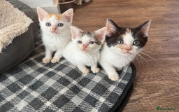 American Shorthair cats for sale: American shorthair cross  - Image 1