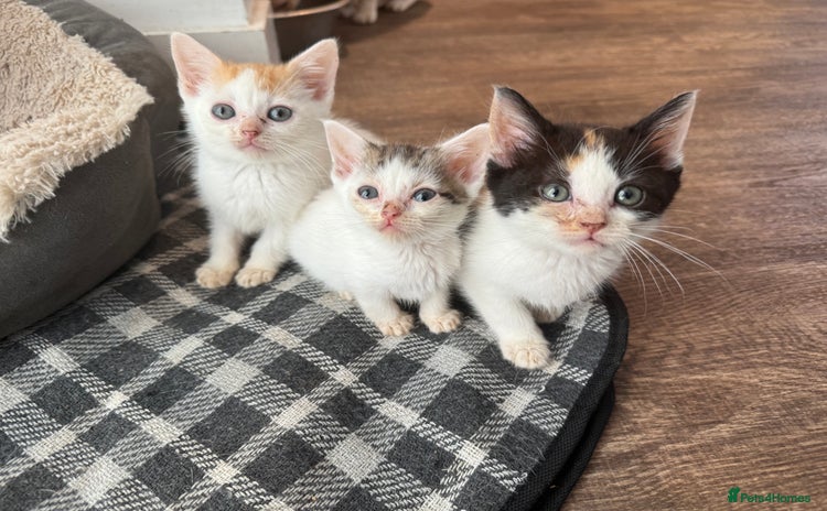 American Shorthair cats - Advert 1