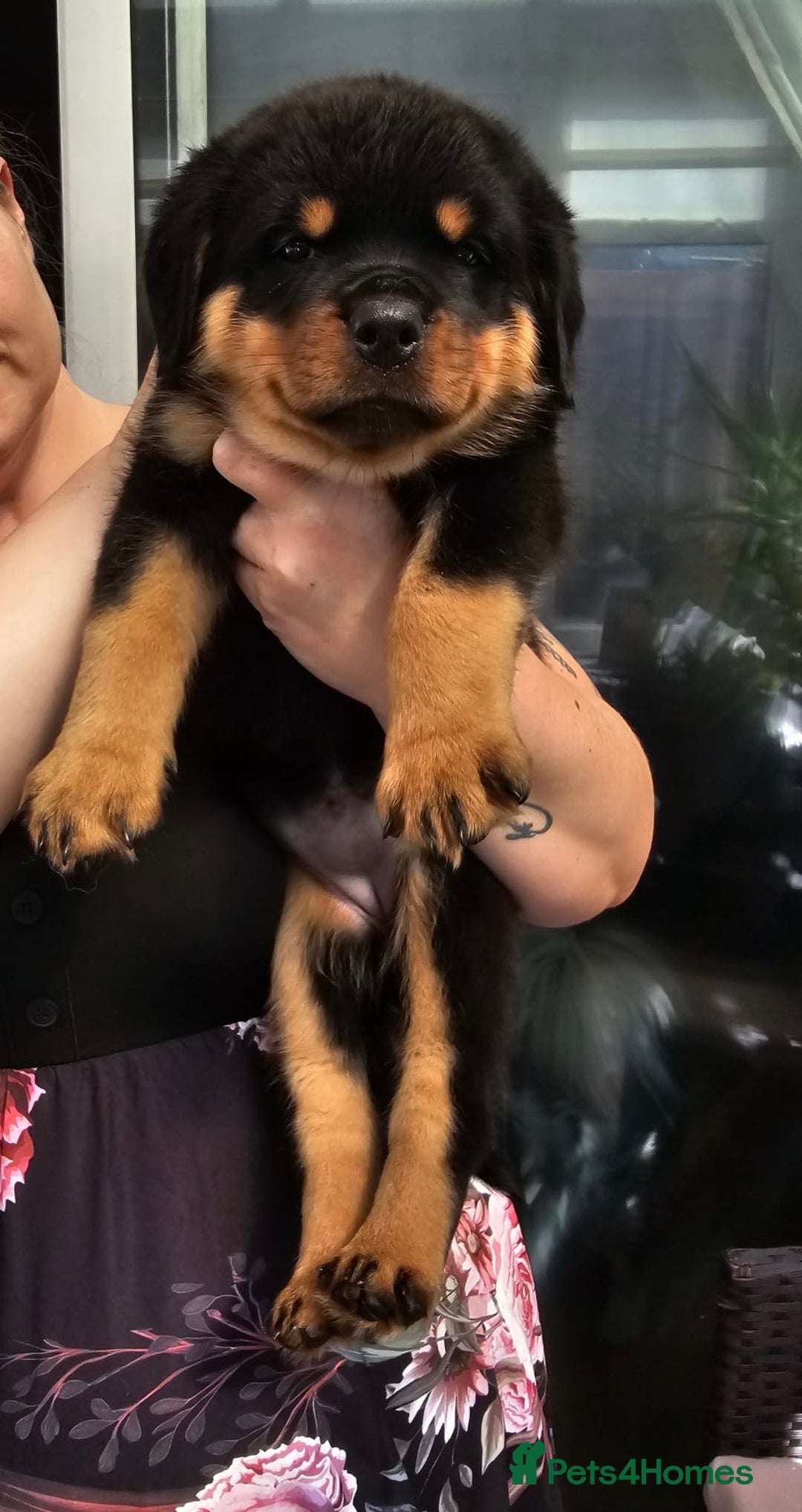 Rottweiler dogs for sale: Superb litter of dual purpose Rottweiler puppies. - Image 12