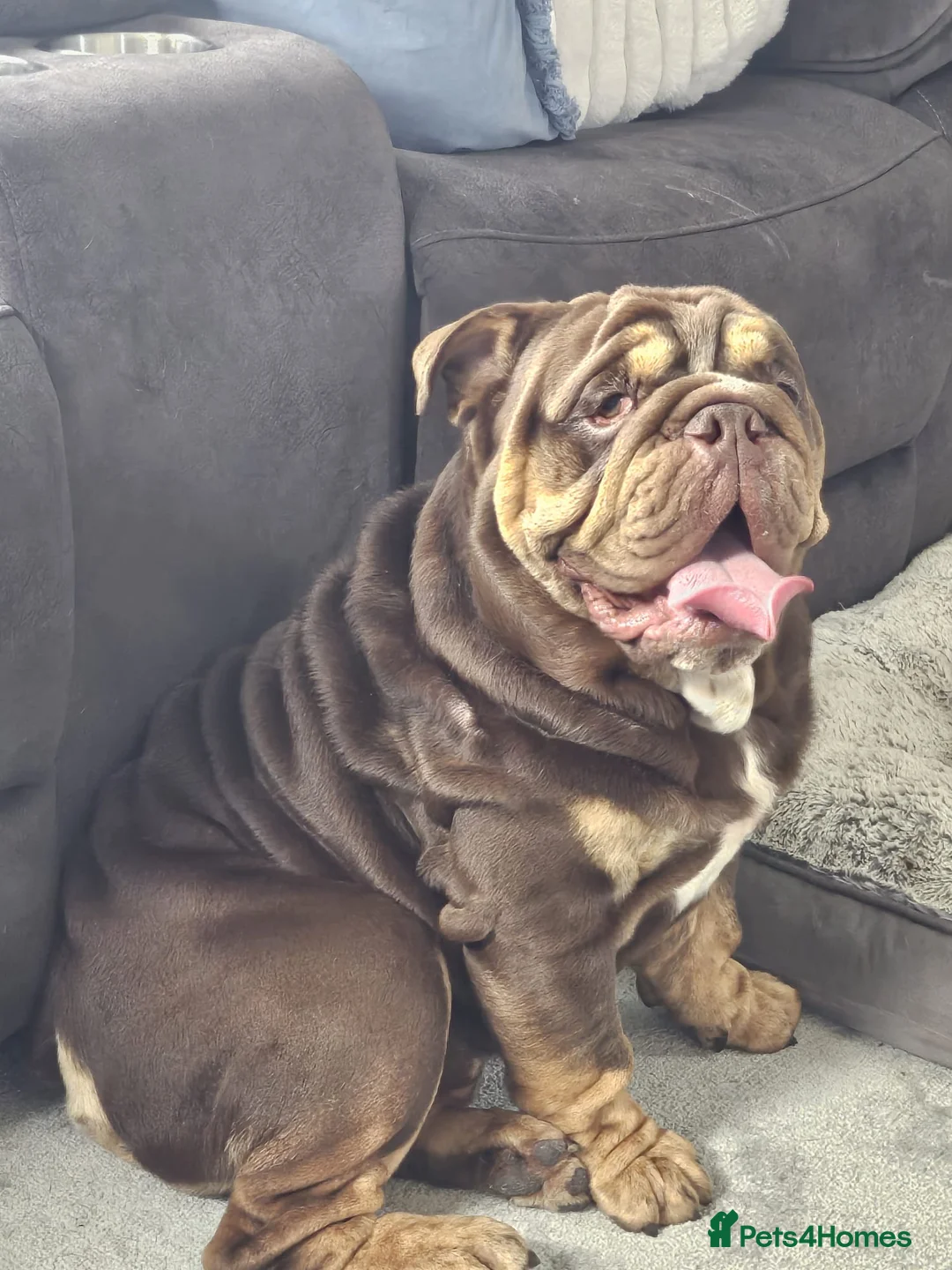 English Bulldog dogs for sale: English bulldog  - Advert 2