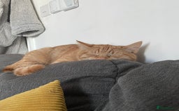 British Shorthair cats for sale: *KITTEN FOR SALE* - Image 2