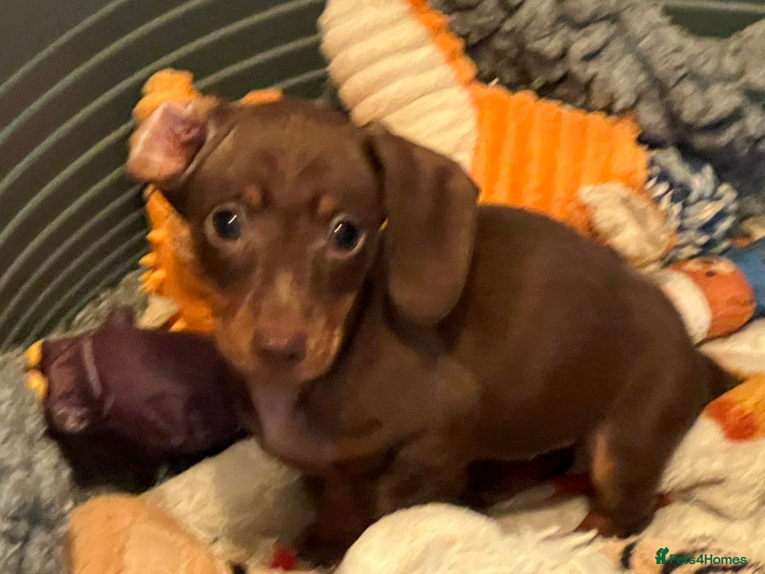 Miniature Dachshund dogs for sale: Playful smooth haired mini dachshunds Ready Now - Image 8