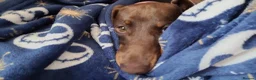 Miniature Dachshund dogs for sale: Miniature Dachshund, female, Chocolate and Tan  in Gloucester - Advert 3