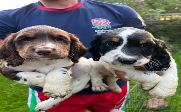 English Springer Spaniel dogs - Advert 1