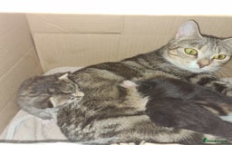 Mixed Breed cats for sale: Beautiful mixed litter - Image 1