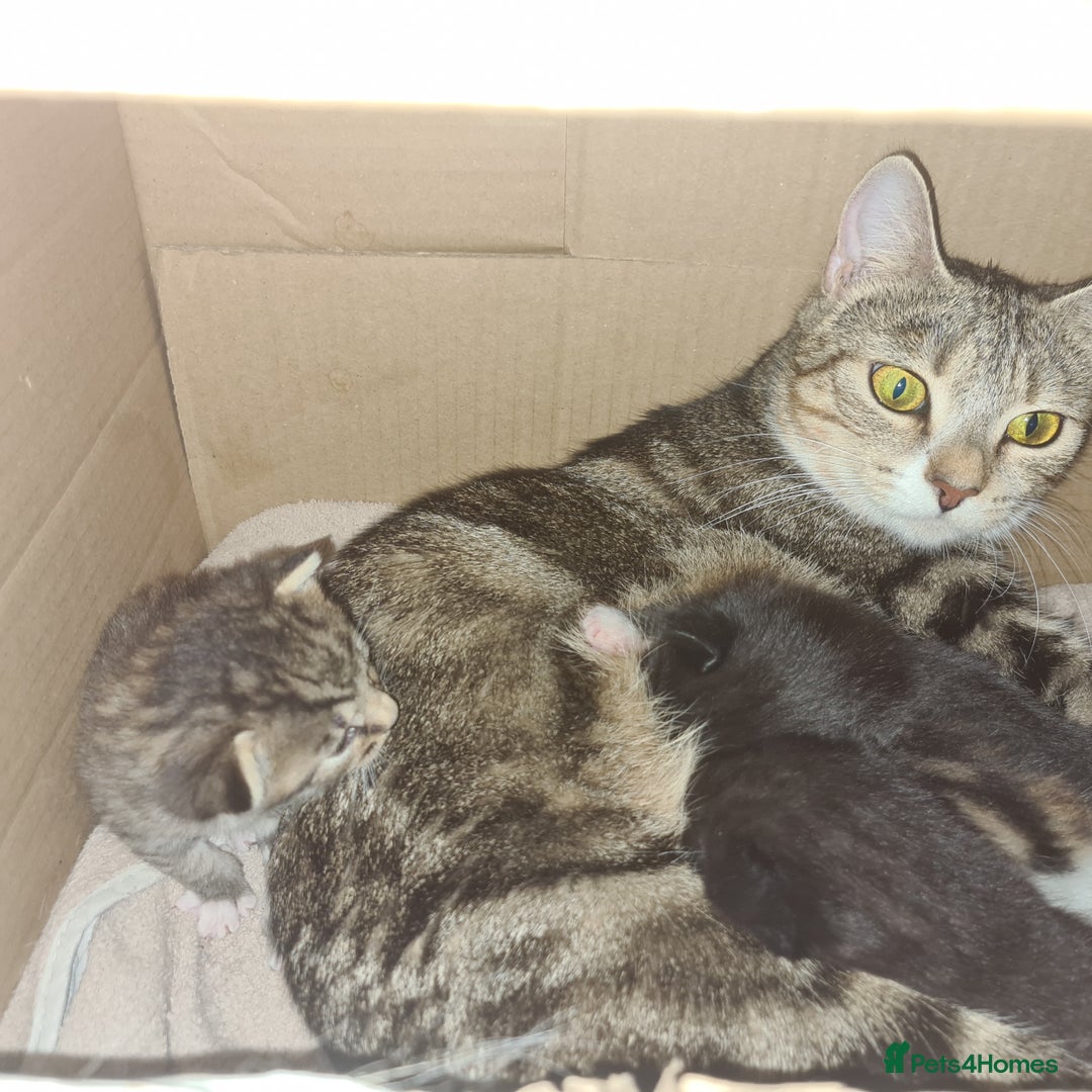 Mixed Breed cats for sale: Beautiful mixed litter - Image 1
